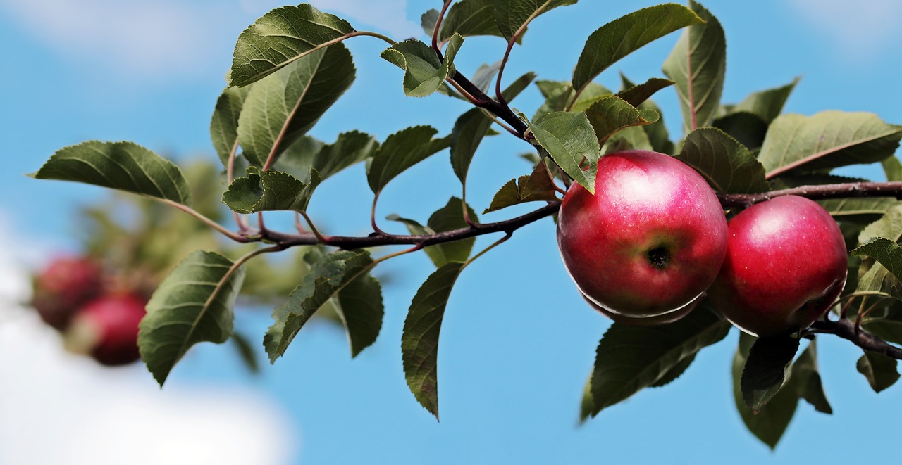 Apple orchard