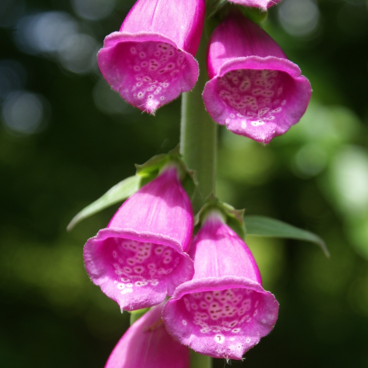 Foxglove bells