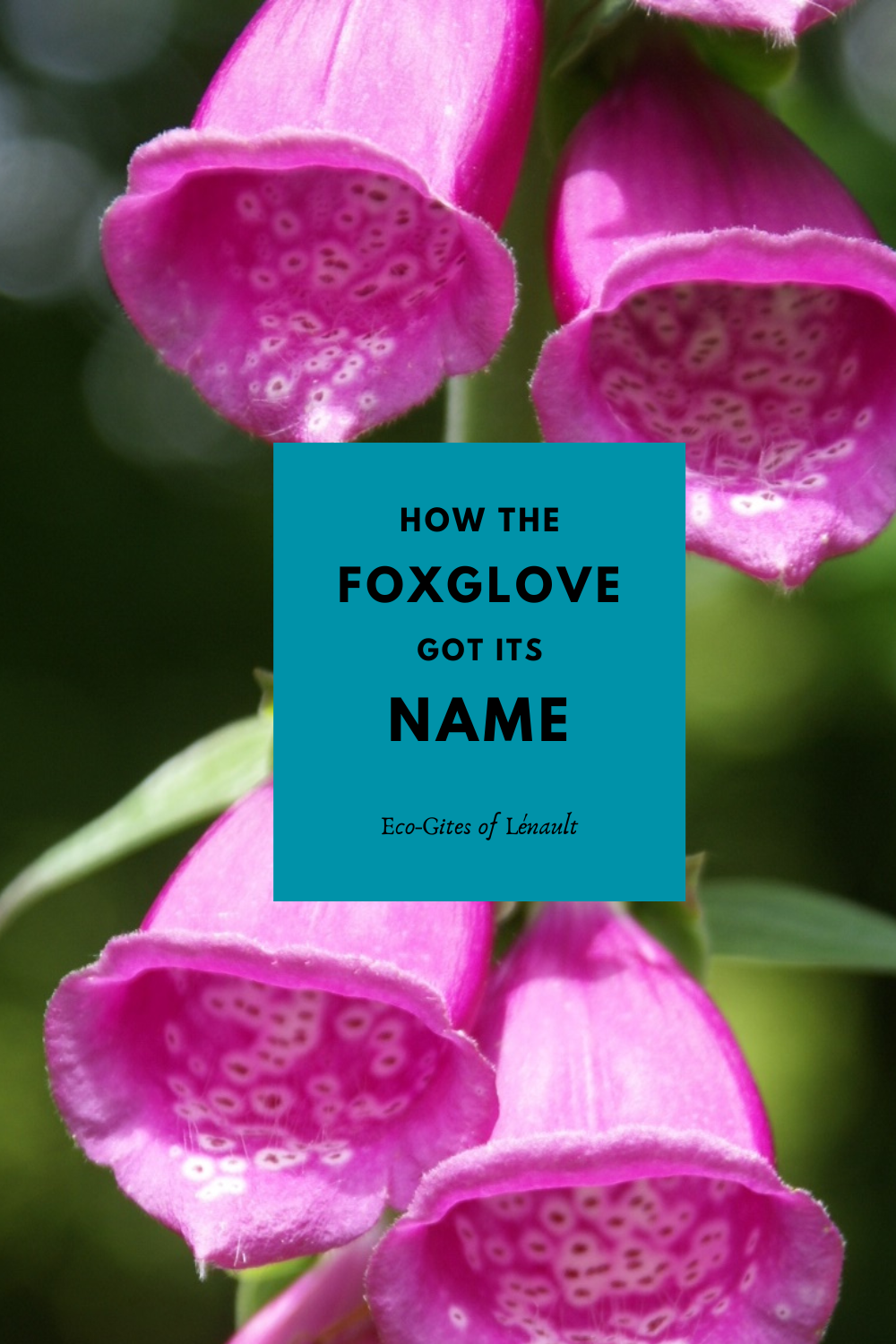 How the foxglove got its name