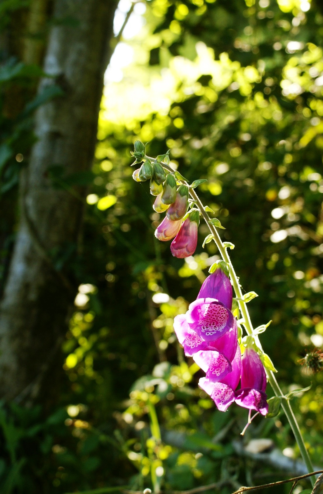 Foxglove in a woodland glade in Normandy