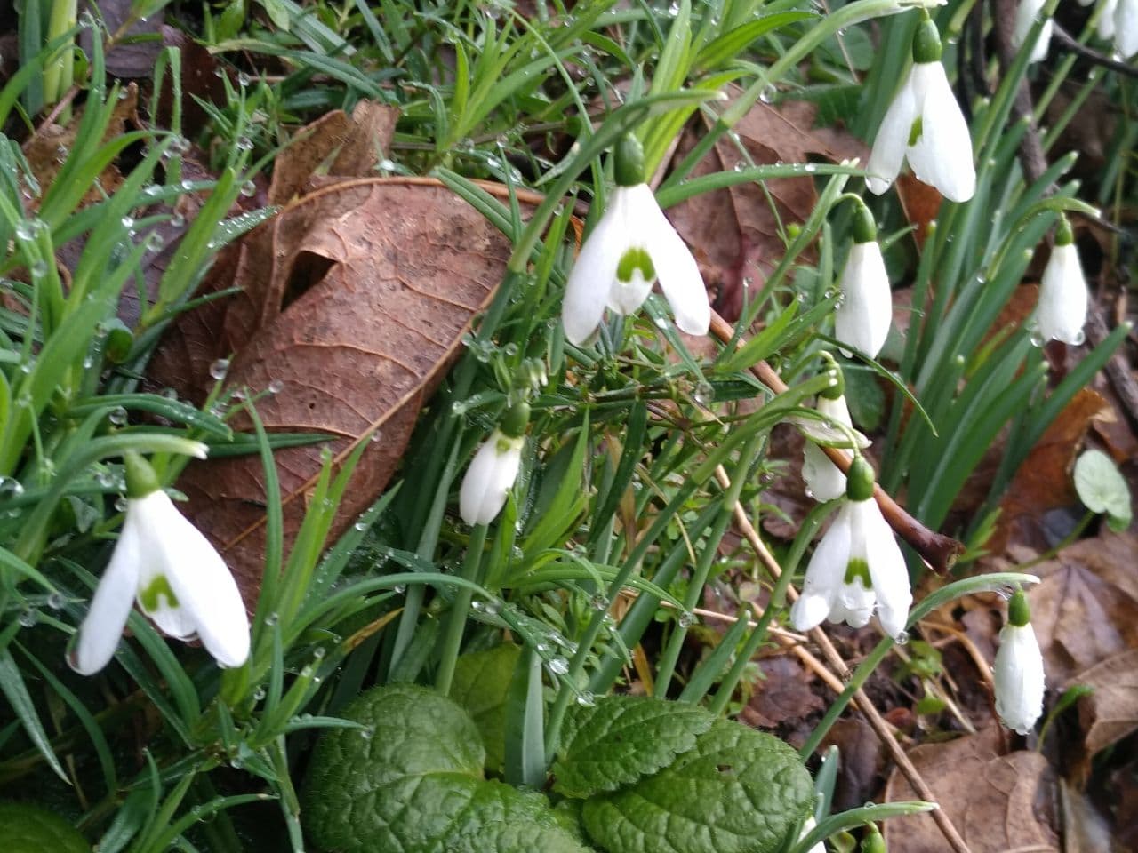 Snowdrops near Eco-Gites of Lenault, Normandy, France