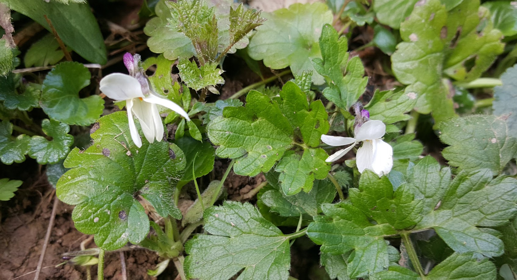 Sweet Viiolet, seen near Eco-Gites of Lenault, Normandy, France