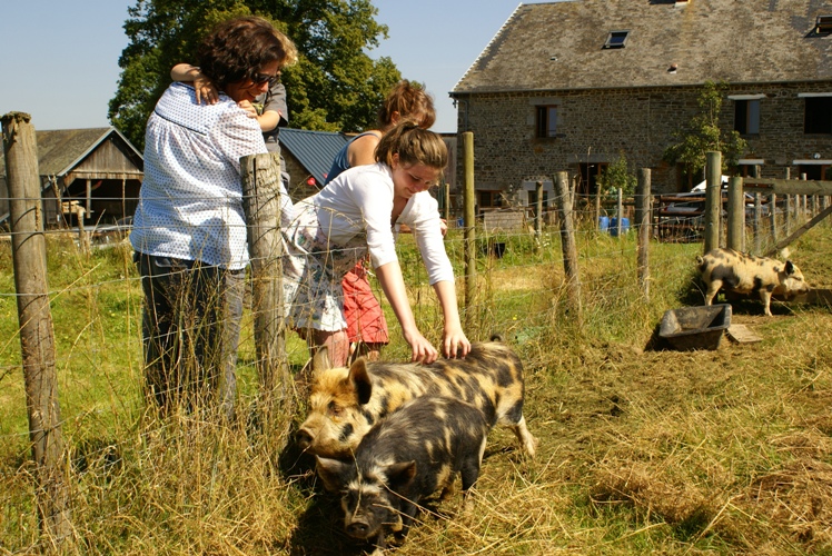 Guests getting to know some pigs at Eco-Gites of Lénault