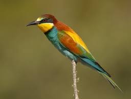 Bee Eater