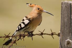 Hoopoe and occasional visito to the gardens of Villa Vida Nova private villa for rent