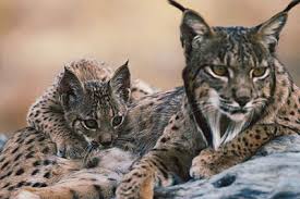 Iberian Lynx can be found in the hills of the Serrra da Monchique not too far from our Villa Rental