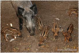 Javali Wild Boar served in our restaurants in Monchique