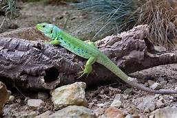 Ocellated Lizard found in the garden of this Algarve Holiday home