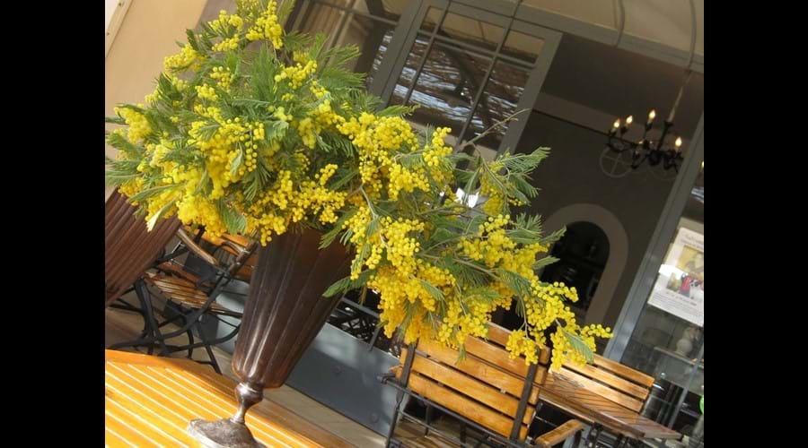 Mimosa time in the South of France