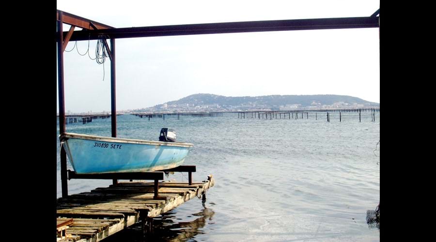 Local oyster production