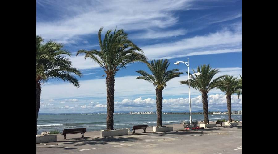 Mediterranean Palms