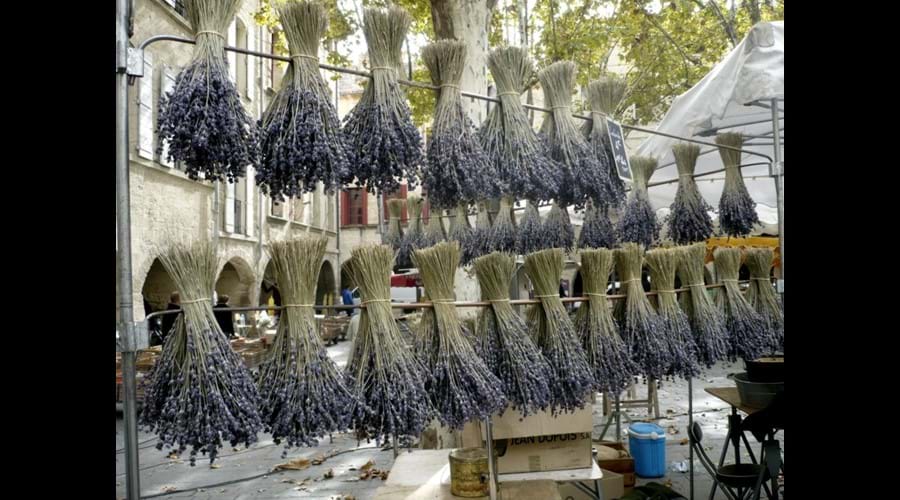 Lavender