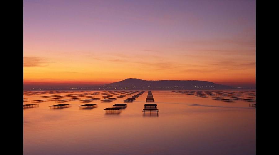 Oyster beds