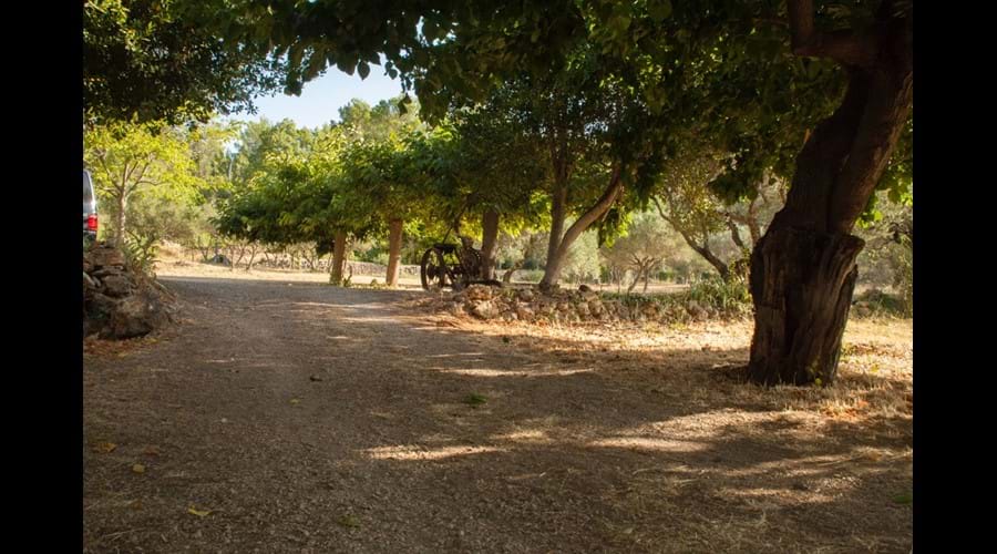 Looking up past the house towards the Olive Grove