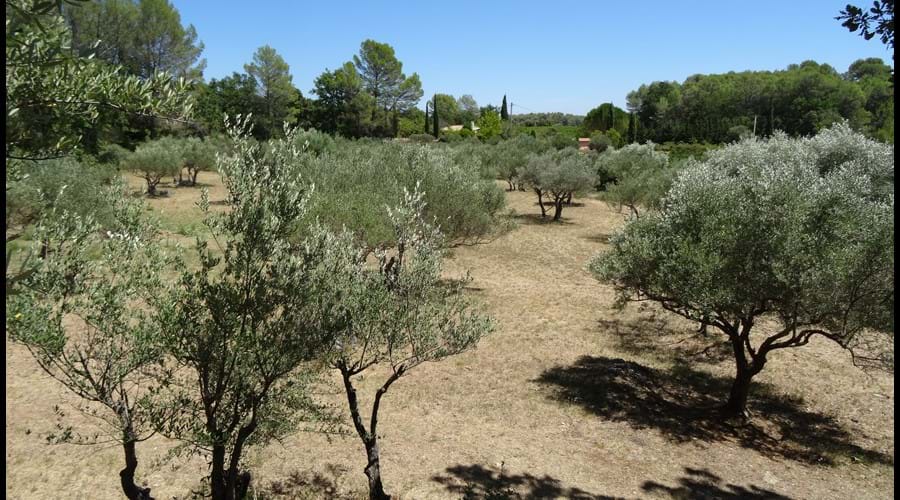 The olive grove