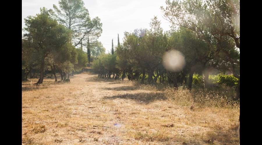 The olive grove