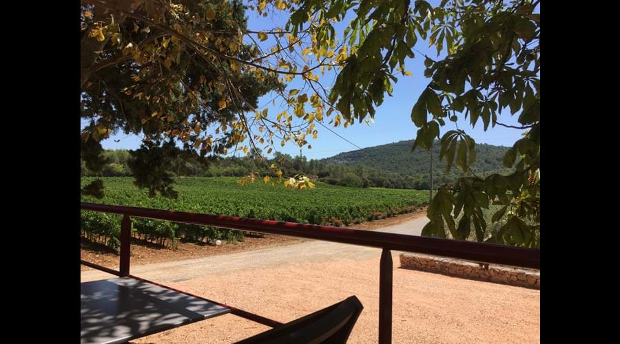 Sainte Croix La Manuelle vineyard (they use our grapes!)