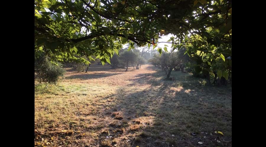 Morning summer sun on the olive grove