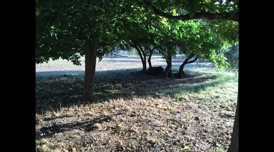 Morning sun under the mulberry trees and olives