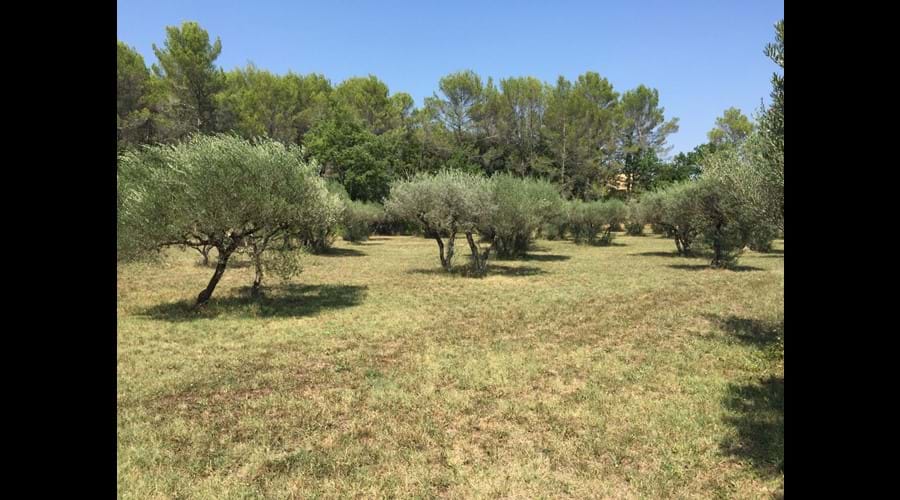 Our olive grove