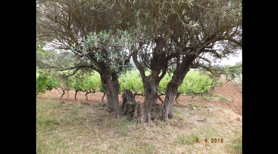 Olives and vines