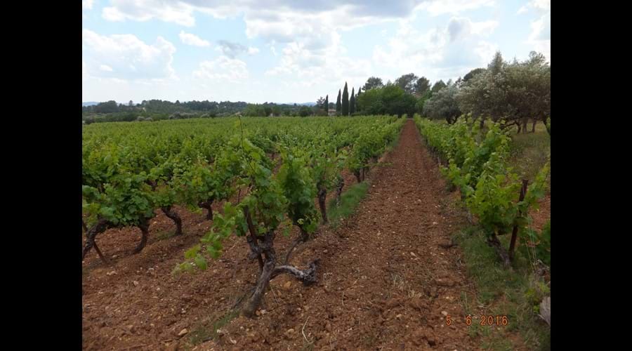 our vines - cabernet sauvignon grapes