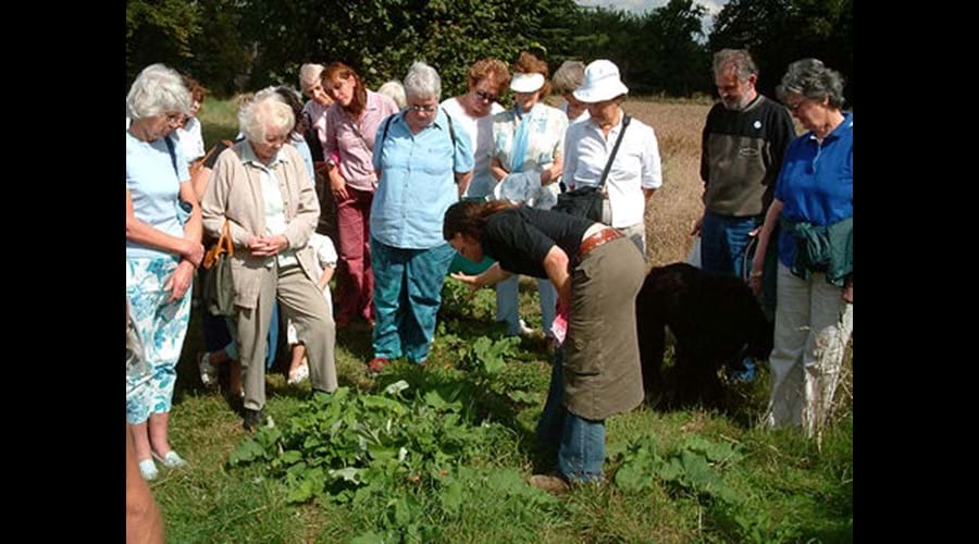 Herb Walk