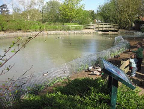 Pond remodelled with sloping edges after the April 2011 planting