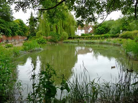 Swan Meadow Pond in in June 2012