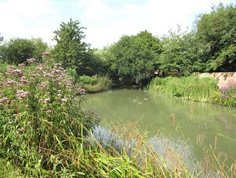 Swan Meadow Pond in August 2014