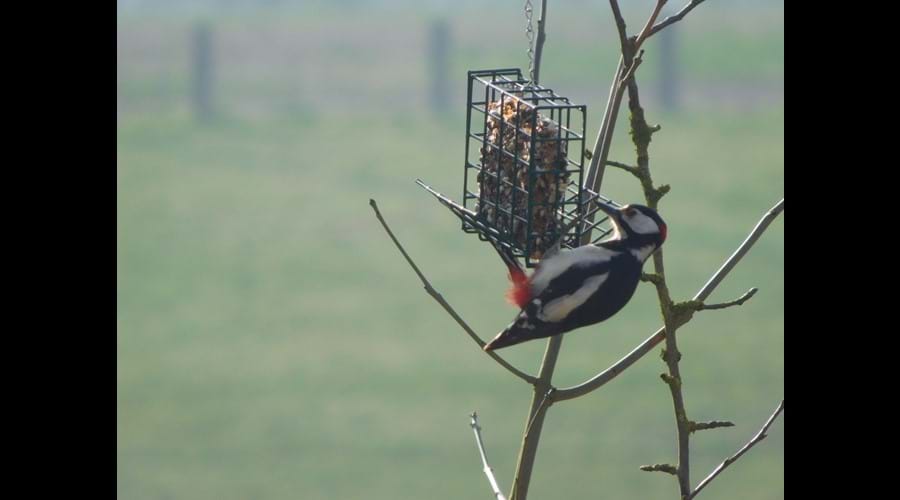 A regular visitor to the garden