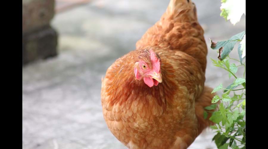 Henrietta