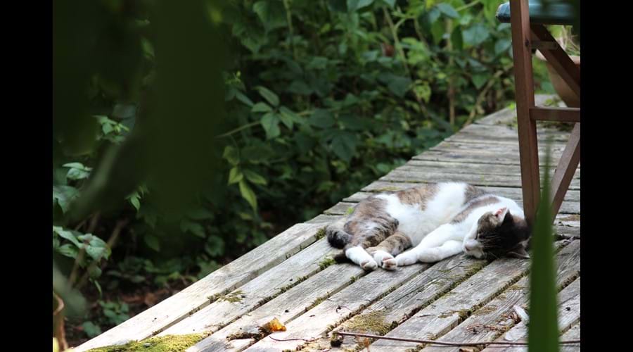 Cleo, resident cat, who may be seen wandering around (or sleeping when it