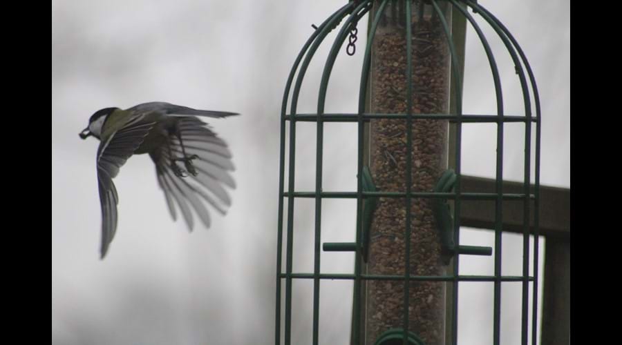 Great Tit visiting the feeders