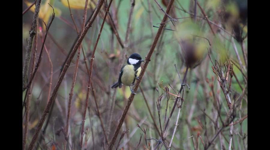Great Tit in garden