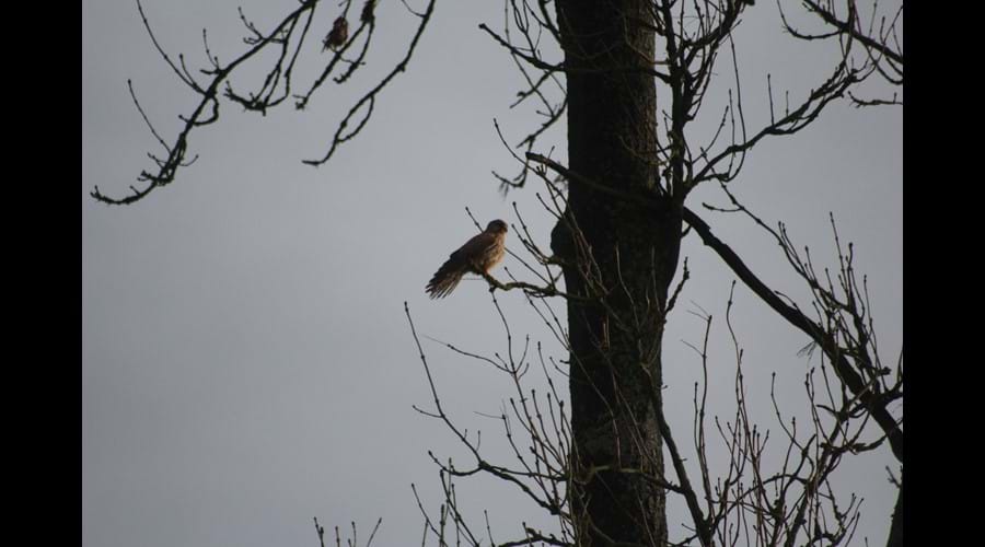 Kestrel sighted from garden