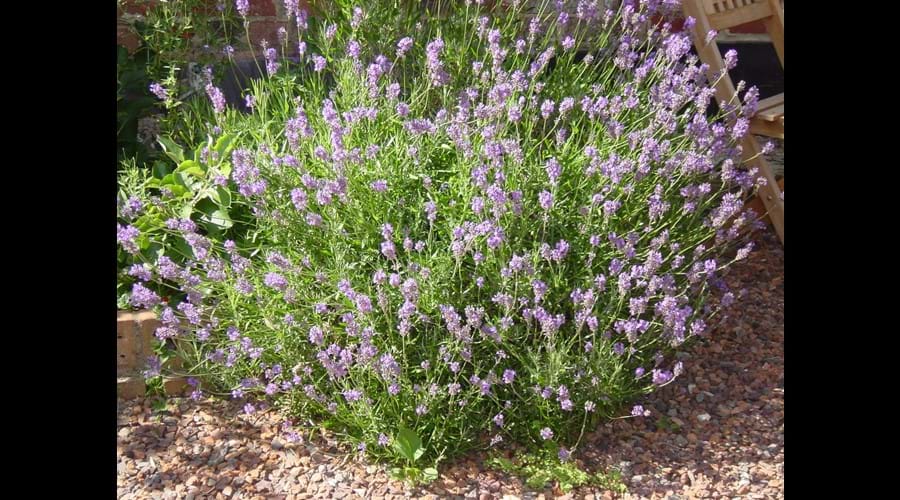 Beautiful lavender in the courtyard