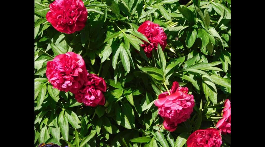 Courtyard full of flowers