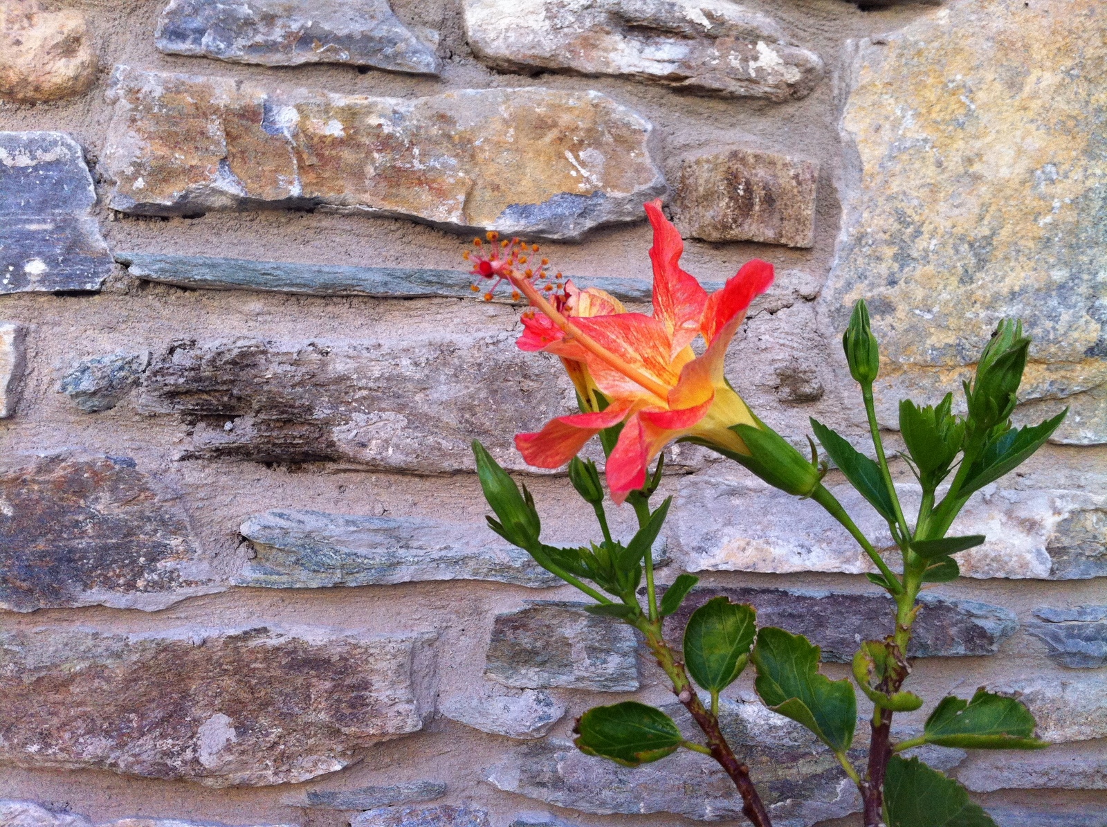 Ionia house stone walls in Spring