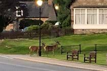 Deer across the road