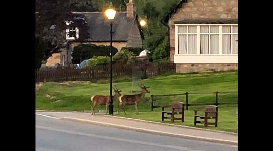 Deer across the road