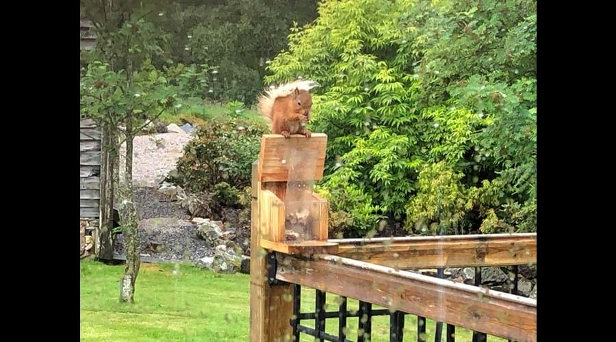 Red squirrel outside the kitchen window