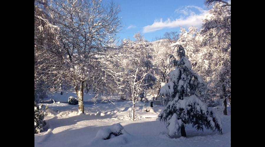 The garden in winter