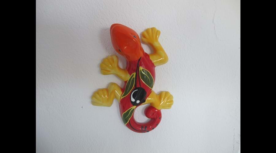 Colourful gekko