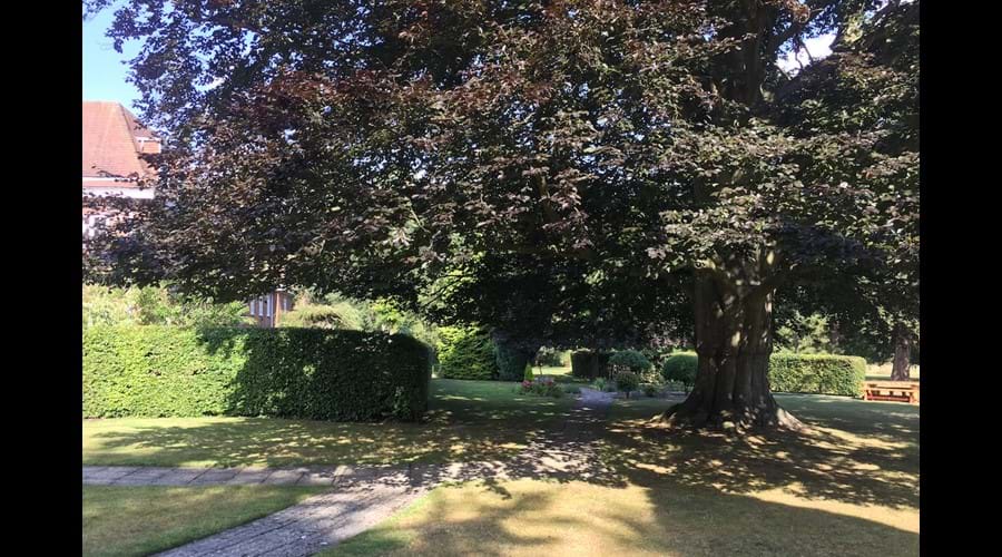 Magnificent copper beech is a feature of the Park