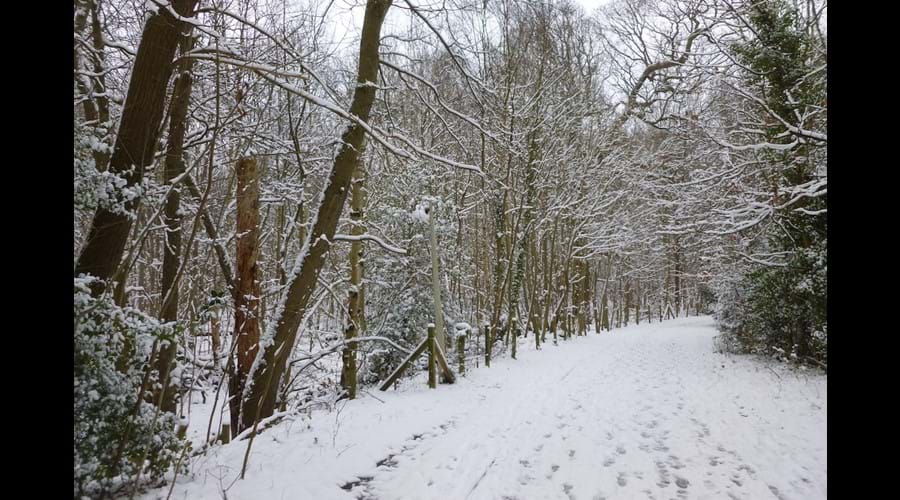 Ottershaw Chase in the snow