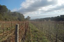 Vineyard near Aragon in winter