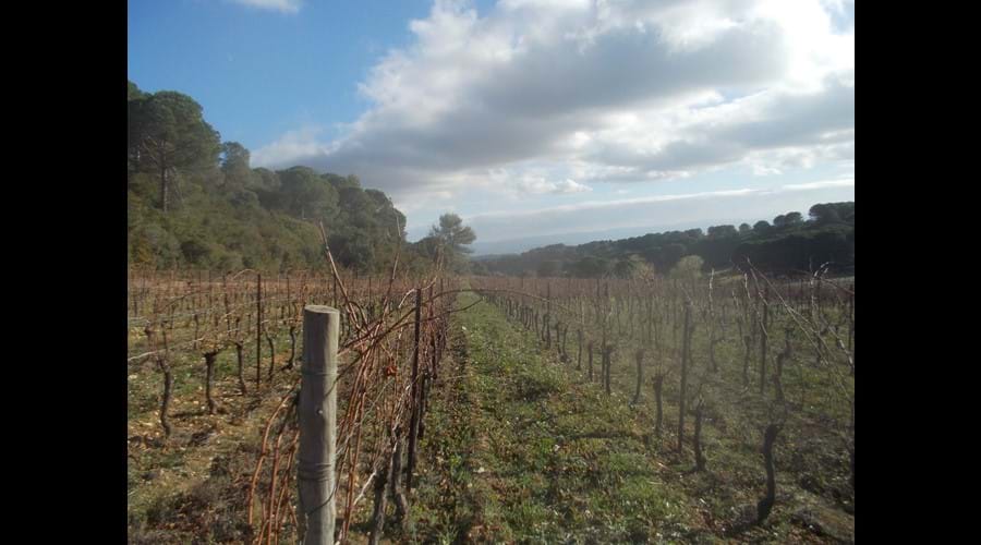 Vineyard near Aragon in winter