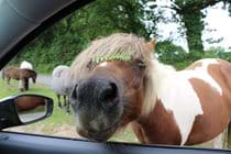 Meet a Dartmoor Pony