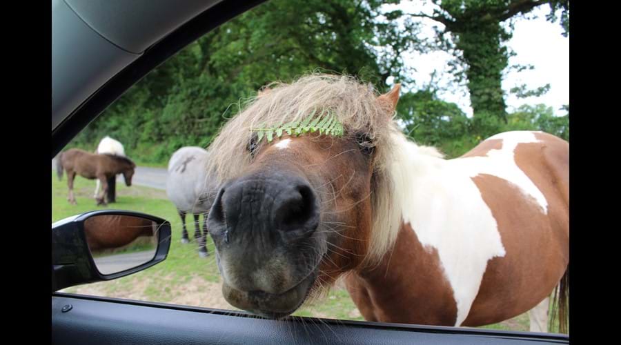 Meet a Dartmoor Pony